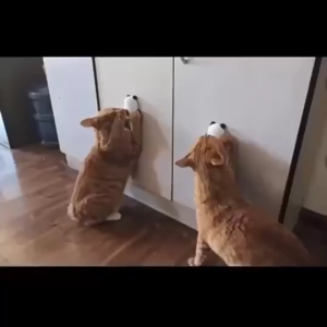 Cat mint ball Catnip cat snack treats toy ball Cat Toy Catnip for Cats Teeth Grinding Artifacts