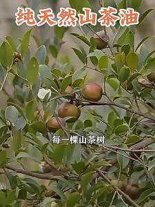 YIFANGYOUTA | Organic Infant-Safe Cooking Oil