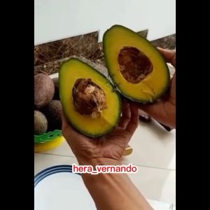 Bibit Alpukat Kahyangan Super