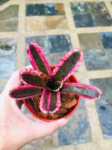 Neoregelia Star Fire ( Bromeliad / 積水风梨 )
