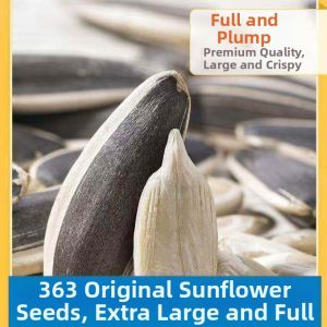 Freshly Roasted Sunflower Seeds Snack
