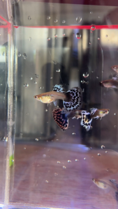 [KT Fish] Mosaic Guppy 马赛克孔雀鱼