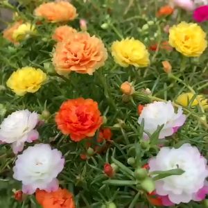 Hạt giống hoa 10h mỹ cánh kép mix màu - gói 200 hạt