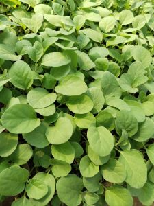 Benih terong bulat lalap paket 50 batang siap tanam Bibit siap tanam