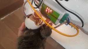 Bộ điều khiển máy ấp trứng thông minh Lộc Phát phù hợp máy mini dưới 200 trứng gà vịt chim ngan ngỗng