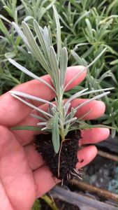 ต้นลาเวนเดอร์ ริชาร์ดเกรย์ (richardgray lavender) 💜 ปลูกไว้แค่เดินผ่าน กลิ่นก็หอมโชยเข้าจมูกแล้วจ้า ต้นลาเวนเดอร์ ริชาร์ดเกรย์