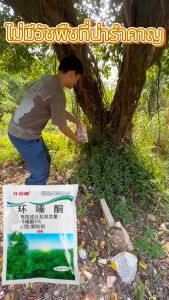 ยิ่งการเปลี่ยนแปลงปัจจุบันที่ 100 ปี ไฟฟ้ายาฆ่าไม้ ให้ผ่านการปฏิบัติการต่างๆ กับเฮกซาซิโนน 5% และเป็นตัวเอง ยาฆ่าไผ่ ยากำจัดกอไผ่ กำจัดกอไผ่ กำจัดวัชพืช ต้นไม้ ป่าไผ่ ปูกำจัดกอไผ่ กำจัดต้นไม้ สารกำจัดต้นไผ่ ผงฆ่ากอไผ