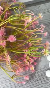 Kamper Kapur Barus Putih Kecil: Penghilang & Pengusir Serangga, Pengharum Ruangan