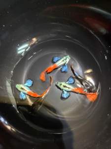 Dumbo Platinum Redtail Guppy