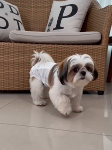Top Nurse Pet Diapers for Male & Female S/M Featuring Super Absorbent Premium -Odor Leak-Proof
