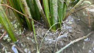 Ra rễ nở bụi cải tạo đất tiết kiệm phân bón gốc - chai 1 lít