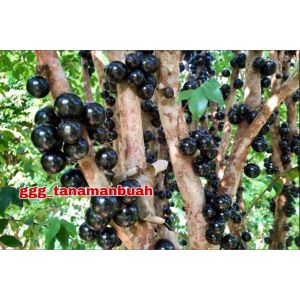 Bibit Buah Anggur Preco Cepat Berbuah