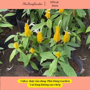 Hoa Rồng Nhả Ngọc siêu đẹp cao 25cm đã có hoa | Hoa cực thu hút trang trí sân vườn bàn làm việc.