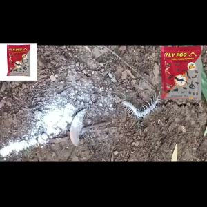 【Repel geckos】No geckos in 100 years lizard repellent gel 壁虎驱除剂 racun cicak paling kuat Effective distance 10000 m Add water for unlimited use Gecko repellent ubat cicak paling berkesan gel buy 1 free 1 harmless to the human body 壁虎药