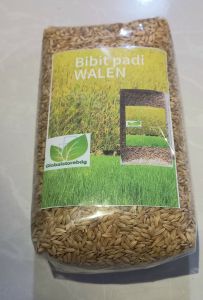 Bibit padi beras putih bisa di tanam di darat 1 kg