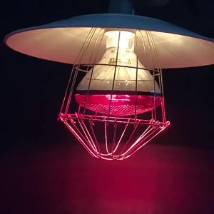 (Ready Stock) 100W Preservation Heat Lamp Bulb Infrared Ray Hatch Light Bulb for Pig Chicken Animal Poultry