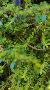 Sandal Selop Pria Sendal Tali Pria Vincenz8 Sandal Strap Pria Karet Terbaru Import