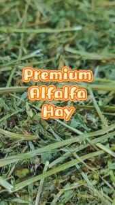 [24HR SHIP] PREMIUM ALFALFA HAY BALE 40KG Imported Timothy Hay Lucerne Hay Rabbit Guinea Pig Chinchilla Food 兔子干草 天竺鼠 龙猫
