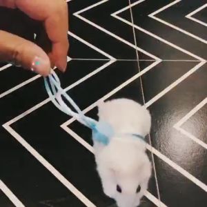 ลดราคา บริการสอนสายจูงรัดอก 1.4 เมตร สายจูง จุดที่รัดอก จุดที่จูง เชื้อกรัดอก หนูแฮมสเตอร์ ชูการ์ไกรเดอร์ กระรอก สุ่มสี
