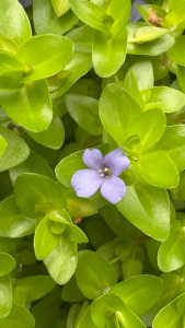 Bacopa Caroliniana Live Aquarium Plant | Easy Low-Tech Stem Plant | Pokok Air