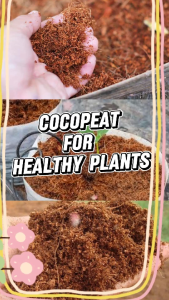 COCOPEAT Premium 2 kg and 4 kgPang Halaman – Retains Moisture Organic Eco-Friendly