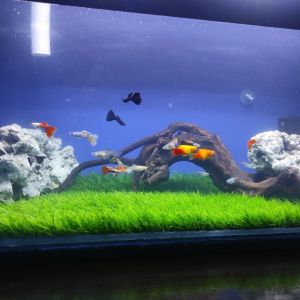 Rumput Sintetis Swiss Buat Aquarium Ukuran 40x30cm Rumput Sintetis Akuarium dari Toko Rumput Sintetis