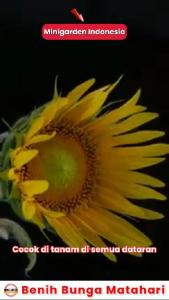 BENIH BUNGA SUNFLOWER GIANT SINGLE 3 BIJI bibit bunga matahari kuning import f1 fothergills