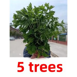 MONLEYTA | Fresh Wild Mugwort Leaf Whole Plant Bathing Herb With Stem For Door Hanging And Bathing Purpose Traditional Herbal remedy