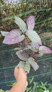 Chậu Cây trà Dr thanh - Trà Ô Lông - Minh Khương - Vườn Minh Khương