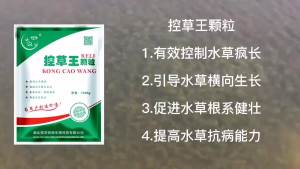 💗🙋♀️💗【1976人好评】控草王颗粒防止虾蟹塘水草疯长促使水草横向生长抑制青苔水产养殖