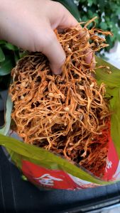 Bông đông trùng sấy loại ngon gói 100g