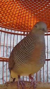 Vitasong Perkutut Bird Seed Makanan Burung Perkutut