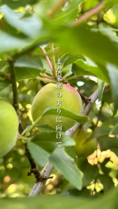 Ishigamimura Japanese Ume Condiments 30g–90g | Plum Paste Chili Seasoning Bacon Oil & Ume Salt