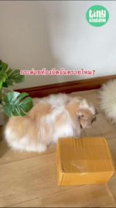 1 ชุด อาหารกระต่ายสูตรเสริมโกจิเบอรี่ 300 กรัม Gojiberry Plus Formula 300g