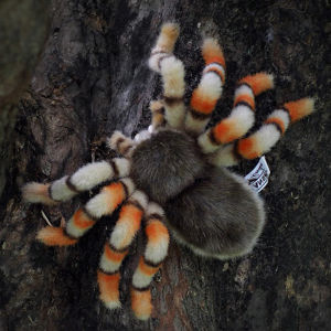 Hansa Import Cute Spider Doll Doll Stuffed Doll Jumping Spider 29cm Kids Christmas Gift