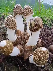 Wild Sulfur Free Premium Edible Fungi 50g