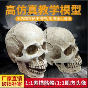 สมจริงโครงกระดูกรุ่น Art การฝึกอบรมกล้ามเนื้อ Sketching Art Academy การสอนของเล่นสําหรับอายุ 7 ปีขึ้นไป < Ne1> แบบจําลองแบบคงที่