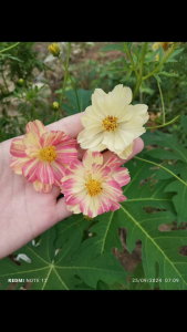 Túi 50 Hạt Giống Hoa Cúc sao nhái kép mix . Hạt Giống Chất Lượng Cao