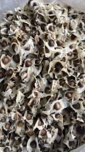 เม็ดมะรุมแก่แห้ง(มีราคาส่ง)