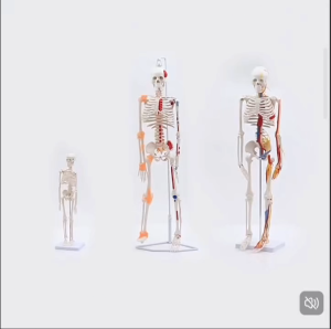 180CM Life Size Human Skeleton Model Clear Bone Texture with Nerve Roots Plastic Human Anatomy Model