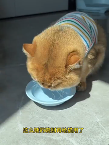 MYANDPET Pet Stainless Steel Elevated Bowl Neck Protection Cat Bowl Dog Bowl Removable Anti slip Mangkuk Kucing 猫碗