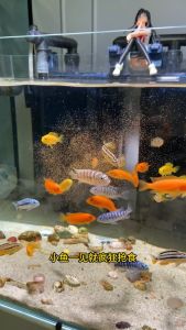 ไข่อาร์ทีเมียร์ฟอกเปลือก โปรตีนสูง อาหารปลากัด ปลาตัวเล็ก ปลาทอง