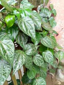 Daun Sirih Hitam segar Herbal spesial (20 Lembar/kemasan)