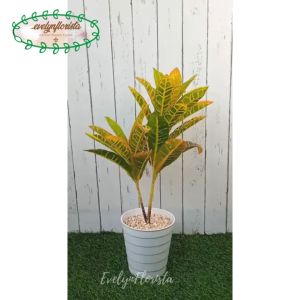 Pohon Daun Puring Worten X2 T50 Semi Latex Artificial Pot Ulir Putih Tanaman Imitasi Hiasan Taman Pajangan Ruang Tamu Aesthetic