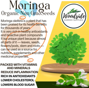 10 Moringa Organic Non GMO Seeds  Packed with vitamins and minerals Good source of plant-based protein Can Grow in a container