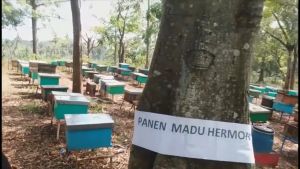Madu Hermon - Madu Randu Raw Murni dan Organik 150 gr (Sertifikat PIRT)
