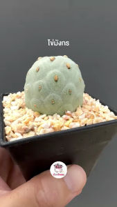 ไข่มังกร Tephrocactus Geometricus แคคตัส กระบองเพชร cactus&succulent
