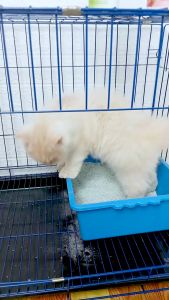 NOVAMOS Penghilang Bau Pesing Anabul Spray 250 Ml - Novamos Pengharum Kandang 250 Ml