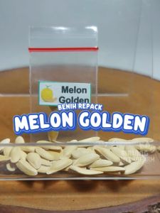 Benih Melon Golden Unggulan buah berkualitas biji bibit hydroponik hidroponik merambat alisha f1 kuning emas