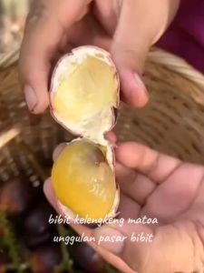 Bibit Matoa Kelengkeng Papua Terlaris